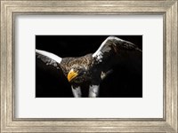 Framed Steller Sea Eagle Wings