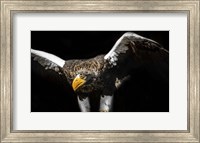 Framed Steller Sea Eagle Wings