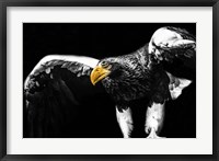 Framed Steller Sea Eagle Wings II
