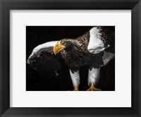 Framed Steller Sea Eagle Wings III