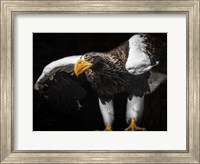 Framed Steller Sea Eagle Wings III