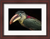 Framed Toucan III