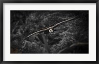 Framed Kondor Flight Black & White