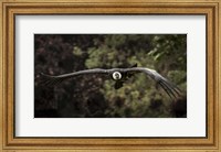 Framed Kondor Flight II