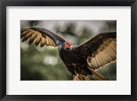 Framed Vulture II