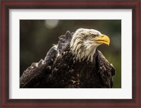 Framed Sea Eagle