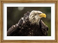 Framed Sea Eagle