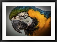 Framed Blue Ara Parrot