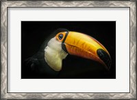 Framed Toucan IV