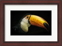 Framed Toucan IV