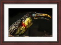 Framed Little Toucan
