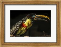 Framed Little Toucan