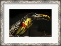 Framed Little Toucan