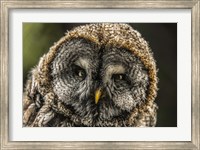 Framed Lapland Owl