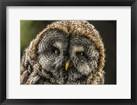 Framed Lapland Owl