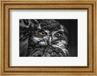 Framed Little Owl Black & White