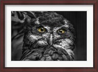 Framed Little Owl Black & White