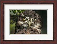 Framed Little Owl