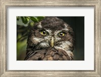 Framed Little Owl