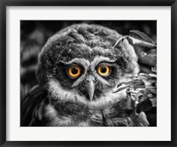 Framed Young Owl Black & White