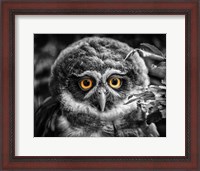 Framed Young Owl Black & White