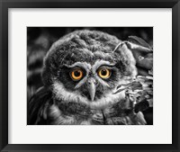 Framed Young Owl Black & White