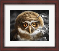 Framed Young Owl