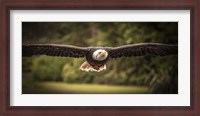 Framed Sea Eagle Flight II