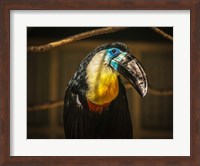 Framed Toucan V
