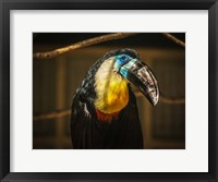 Framed Toucan V