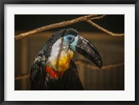 Framed Toucan VI