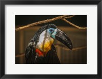 Framed Toucan VI