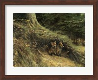 Framed Fox Cubs