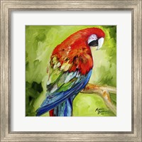 Framed Macaw Tropical