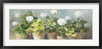 Framed White Geraniums v2