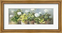 Framed White Geraniums v2