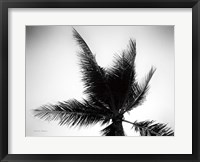 Framed Palm Tree Looking Up IV
