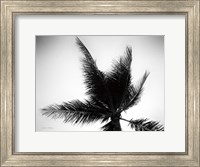 Framed Palm Tree Looking Up IV