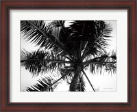 Framed Palm Tree Looking Up III