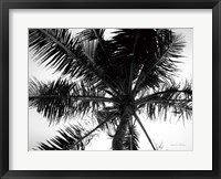 Framed Palm Tree Looking Up III