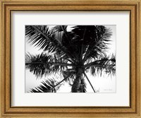 Framed Palm Tree Looking Up III