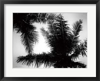 Framed Palm Tree Looking Up I