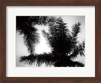 Framed Palm Tree Looking Up I