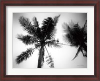 Framed Palm Tree Looking Up II