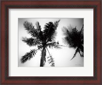 Framed Palm Tree Looking Up II