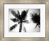 Framed Palm Tree Looking Up II