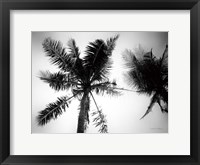 Framed Palm Tree Looking Up II