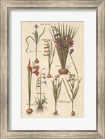 Framed Vintage Florilegium III