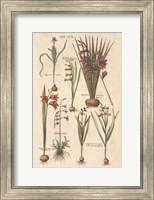 Framed Vintage Florilegium III