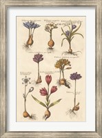 Framed Vintage Florilegium I